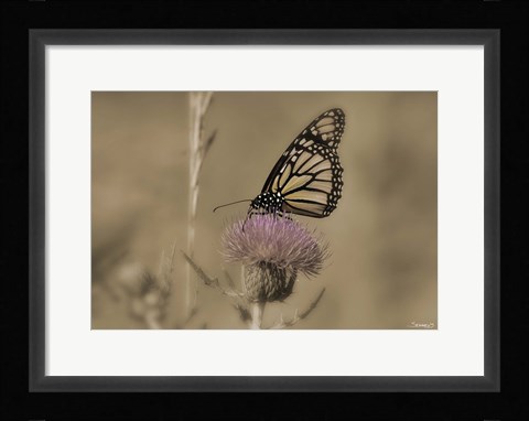 Framed Black And White Butterfly On Flower Print