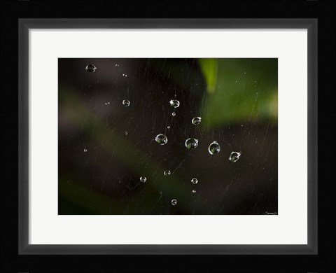 Framed Dew Drops On Web Print