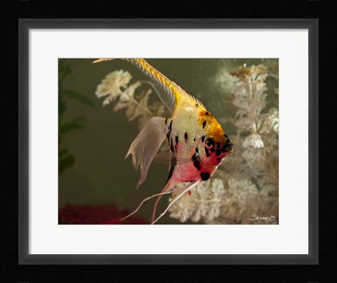 Framed Angel Fish XIV Print