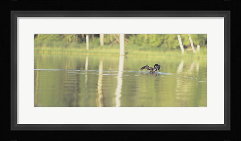 Framed Common Loon 8 Print