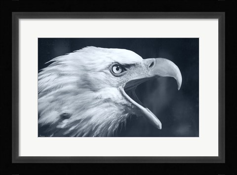 Framed Bald Eagle 4 Print
