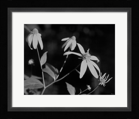 Framed Wildflowers 10 Print