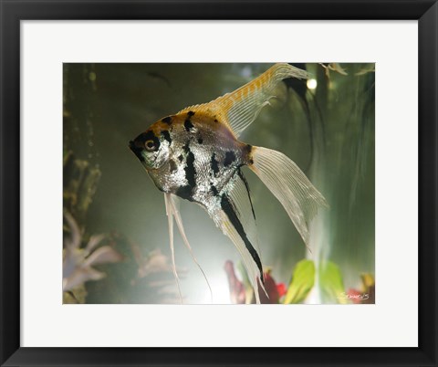 Framed Angel Fish XIII Print