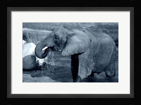 Framed African Elephant Print