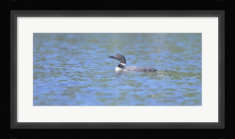 Framed Common Loon 7 Print