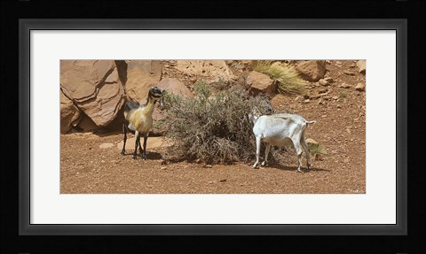 Framed Monument Valley Goats 17 Print