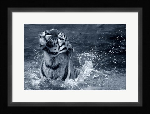 Framed Tiger Splash Print