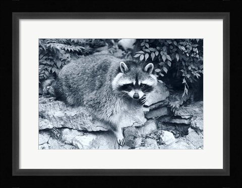 Framed Raccoon 2 Print
