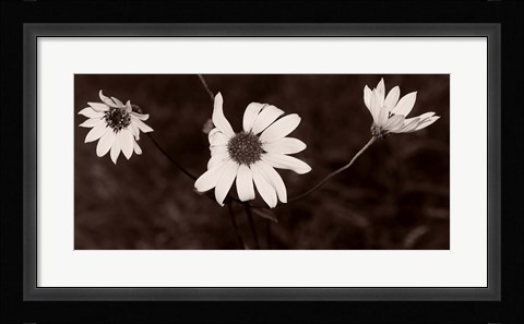 Framed Buffalo River Flowers II Print
