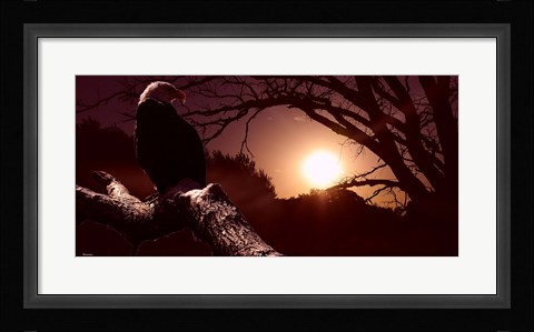 Framed Eagle Sunrise Print