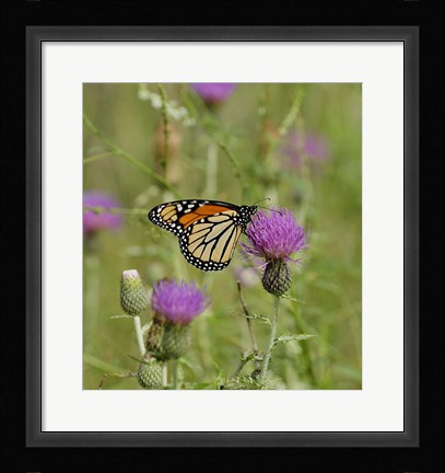 Framed Orange Butterfly On Purple Bloom Print