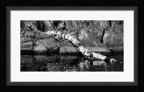 Framed Ash River 11 Print