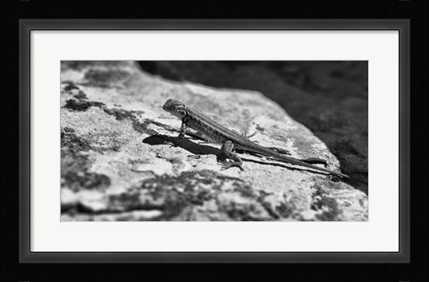 Framed Canyon Land Lizard Print
