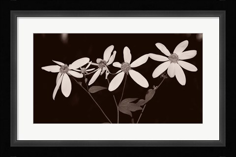 Framed Buffalo River Flowers I Print