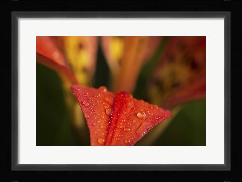 Framed Red Petal With Raindrops On Green Print
