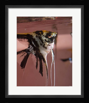 Framed Angel Fish XII Print