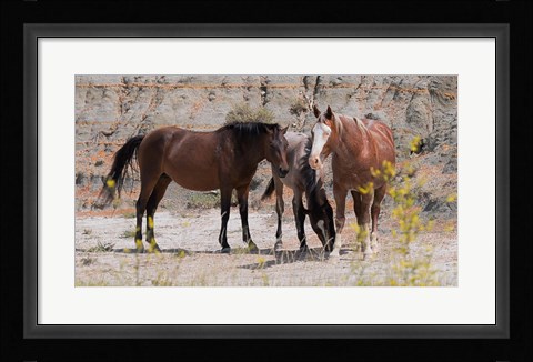 Framed Three Horses Mingling Print