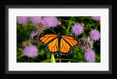 Framed Monarch 3 Print