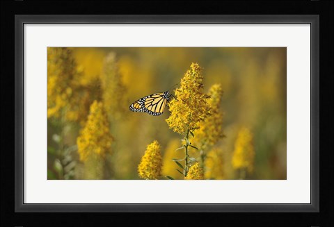 Framed Monarch 7 Print