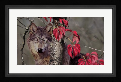 Framed Autumn Wolf Print