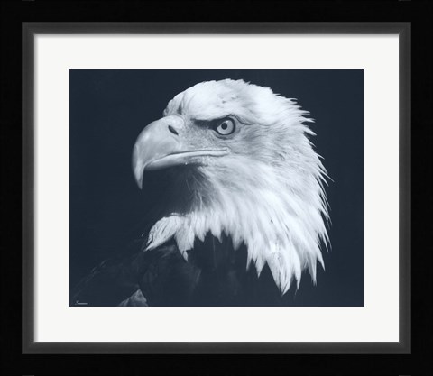 Framed Bald Eagle 3 Print