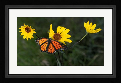 Framed Monarch 1 Print