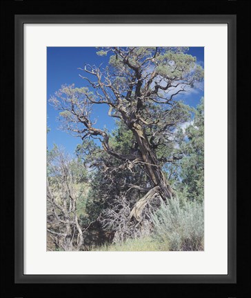 Framed Theodore Roosevelt National Park 43 Print
