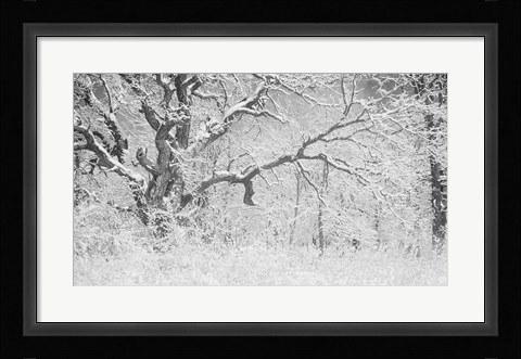Framed Buffalo Tree In Snow Print