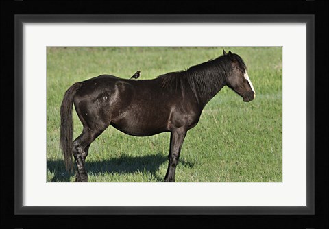 Framed Wildhorses 21 Print