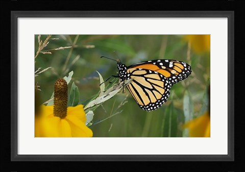 Framed Monarch 4 Print