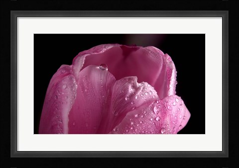 Framed Pink Tulip Petals And Dew Print
