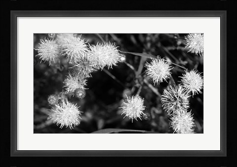 Framed Wildflower Blooms In Black And White Print