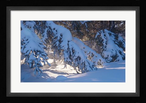 Framed Winter Snow Evergreen Print