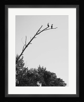 Framed Bird Silhouettes On Branch Print