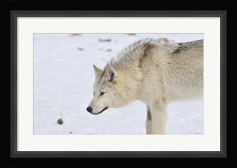 Framed Zoo Wolf 6 Print