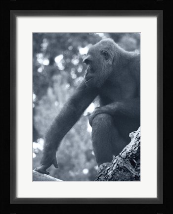 Framed Gorilla 2 Print