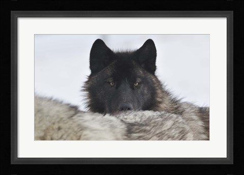 Framed Zoo Wolf 8 Print
