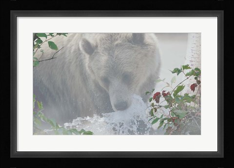 Framed Down Stream Bear Print