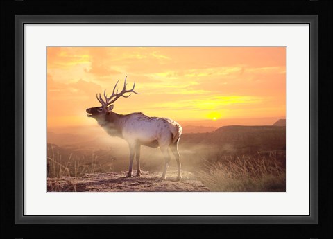 Framed Elk Sunrise In The Badlands Print
