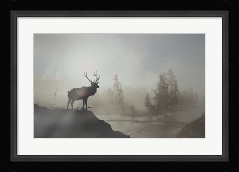 Framed Yellowstone Elk Print