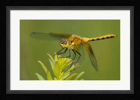 Framed Orange Insect On Green Foliage Print