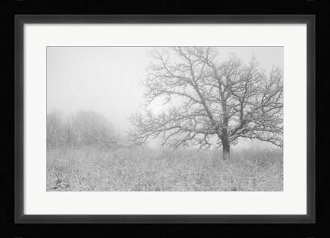 Framed Buffalo River Snow Field Print