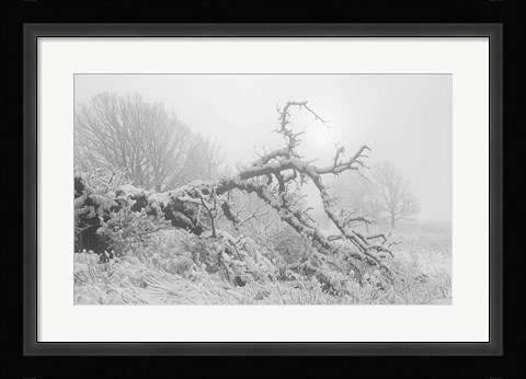 Framed Buffalo Fallen Tree In Snow Print