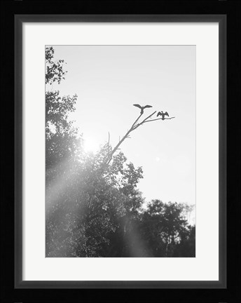 Framed Flying Bird Silhouettes On Branches Print