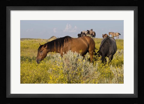 Framed Horses Grazing In Yellow Field III Print