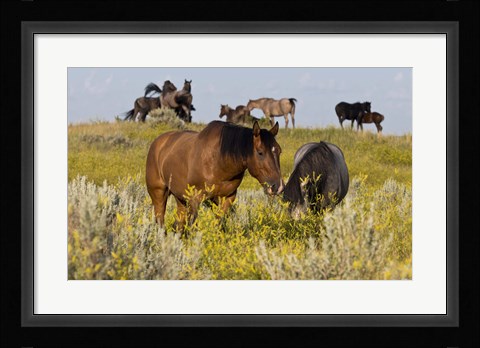 Framed Horses Grazing In Yellow Field I Print