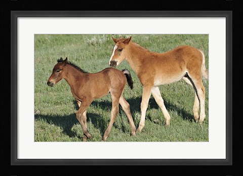 Framed Wildhorses 13 Print