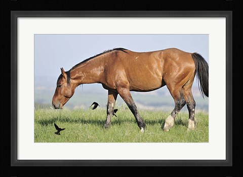 Framed Wildhorses 24 Print