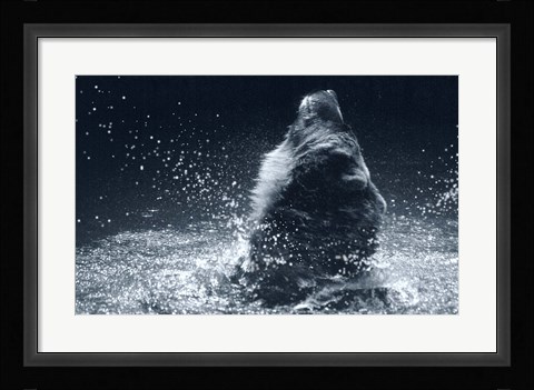 Framed Grizzly Splash Print