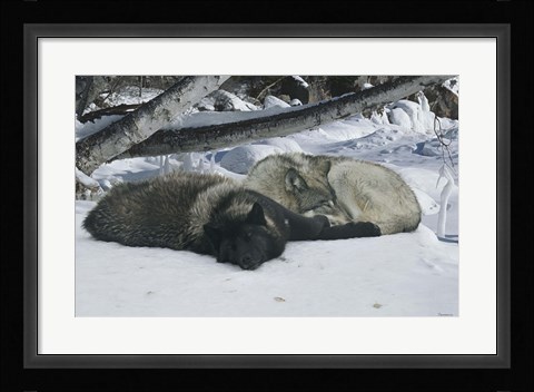 Framed Zoo Wolf 2 Print